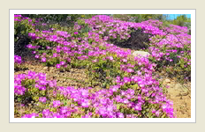 Mesemb Drosanthemum hispidum Skaapvygie, by Peter Maas